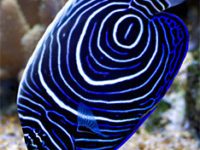 Blau-Gürtelfisch