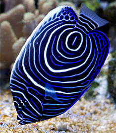 Blau-Gürtelfisch